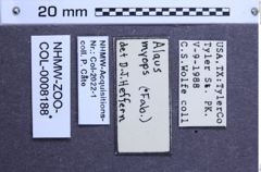 Etiketten zu Alaus myops (NHMW-ZOO-COL-0008188)